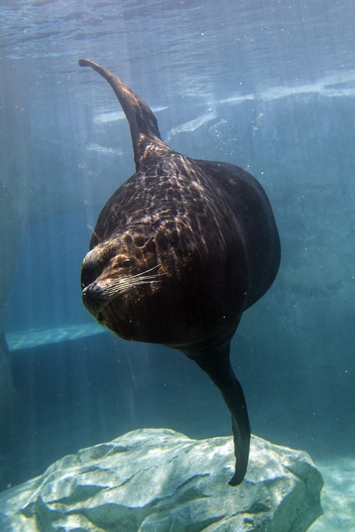 Chris Detrick  |  The Salt Lake Tribune
Big Guy, a blind 850-pound sea lion, swims at Hogle Zoo's new Rocky Shores exhibit Wednesday May 30, 2012.  Rocky Shores exhibit set to open to the public Friday, June 1.