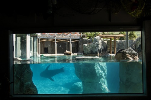 Chris Detrick  |  The Salt Lake Tribune
Big Guy, a blind 850-pound sea lion, swims at Hogle Zoo's new Rocky Shores exhibit Wednesday, May 30, 2012. The exhibit is set to open to the public Friday, June 1.