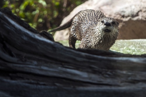 Chris Detrick  |  The Salt Lake Tribune
River otters Nellie and Nick at Hogle Zoo's new Rocky Shores exhibit Wednesday, May 30, 2012. The exhibit is set to open to the public Friday, June 1.