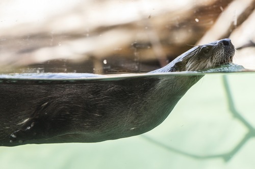 Chris Detrick  |  The Salt Lake Tribune
River otters Nellie and Nick at Hogle Zoo's new Rocky Shores exhibit Wednesday, May 30, 2012. The exhibit is set to open to the public Friday, June 1.