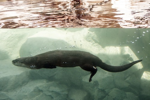 Chris Detrick  |  The Salt Lake Tribune
River otters Nellie and Nick at Hogle Zoo's new Rocky Shores exhibit Wednesday, May 30, 2012. The exhibit is set to open to the public Friday, June 1.