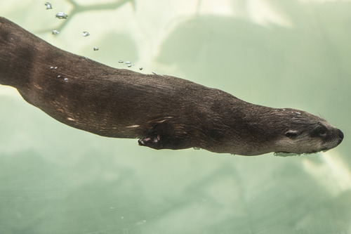 Chris Detrick  |  The Salt Lake Tribune
River otters Nellie and Nick at Hogle Zoo's new Rocky Shores exhibit Wednesday, May 30, 2012. The exhibit is set to open to the public Friday, June 1.