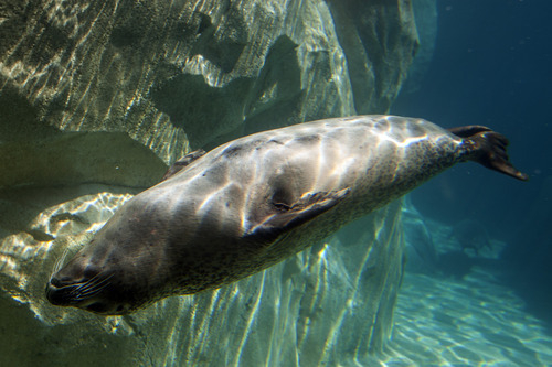 Chris Detrick  |  The Salt Lake Tribune
Harbor seals Hudson, Mira and Nika swim at Hogle Zoo's new Rocky Shores exhibit Wednesday, May 30, 2012. The exhibit is set to open to the public Friday, June 1.