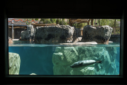 Chris Detrick  |  The Salt Lake Tribune
Harbor seals Hudson, Mira and Nika swim at Hogle Zoo's new Rocky Shores exhibit Wednesday, May 30, 2012. The exhibit is set to open to the public Friday, June 1.