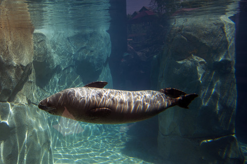 Chris Detrick  |  The Salt Lake Tribune
Harbor seals Hudson, Mira and Nika swim at Hogle Zoo's new Rocky Shores exhibit Wednesday, May 30, 2012. The exhibit is set to open to the public Friday, June 1.