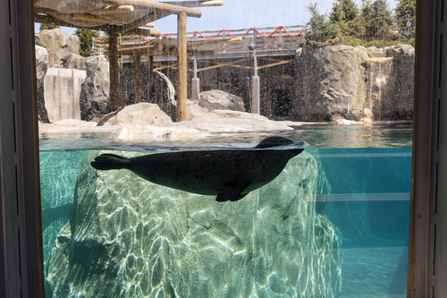 Chris Detrick  |  The Salt Lake Tribune
Harbor seals Hudson, Mira and Nika swim at Hogle Zoo's new Rocky Shores exhibit Wednesday, May 30, 2012. The exhibit is set to open to the public Friday, June 1.