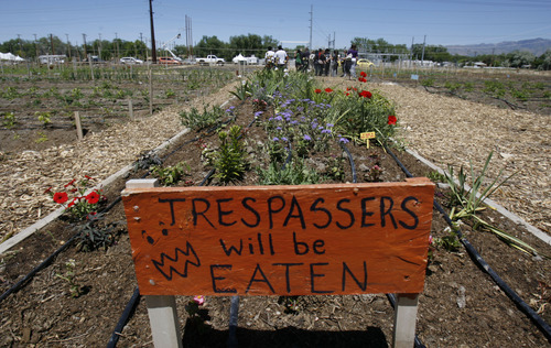 Trent Nelson  |  The Salt Lake Tribune
A tour of the New Roots Refugee Garden took place Thursday, May 31, 2012 in West Valley City, Utah.