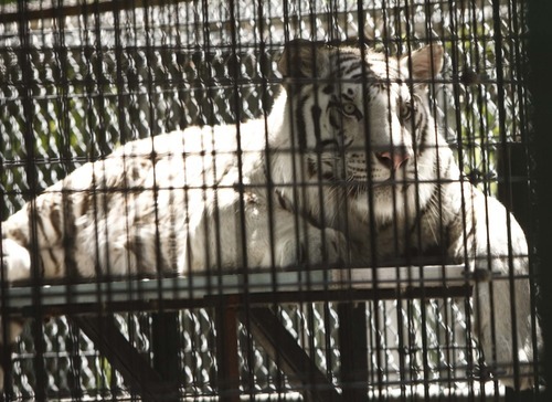 Leah Hogsten  |  The Salt Lake Tribune
A White Bengal Tigers as seen from the Wild Kingdom Train ride at Lagoon Amusement Park, Saturday, June 2 2012 in Layton. Protesters lined Lagoon Drive in Layton  to protest Lagoon's treatment of animals in the park as seen from the Wild Kingdom Train ride that circles a zoo where big cats, zebras, and other animals are confined to small enclosures.
