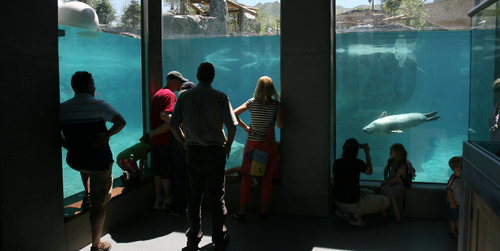 Steve Griffin | The Salt Lake Tribune

Rocky Shores exhibit opening at Hogle Zoo June 1, 2012 in Salt Lake City, Utah.
