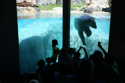 Steve Griffin | The Salt Lake Tribune

Visitors get a close up look at the polar bear at the new Rocky Shores exhibit at Hogle Zoo June 1, 2012 in Salt Lake City.