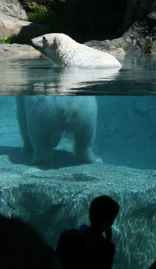 Steve Griffin | The Salt Lake Tribune

Visitors get a close up look at a polar bear in the new Rocky Shores exhibit at Hogle Zoo June 1, 2012 in Salt Lake City.