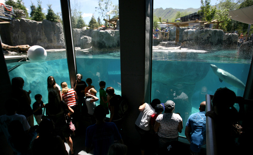 Steve Griffin | The Salt Lake Tribune

Visitors get a close up look at the new Rocky Shores exhibit at Hogle Zoo June 1, 2012 in Salt Lake City.
