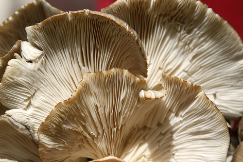 Al Hartmann  |  The Salt Lake Tribune 
Gray oyster mushrooms grown by Kyle and Chase England on a farm in East Layton.  They will be new vendors at this year's Downtown Farmer's Market at Pioneer Park, which starts June 9.