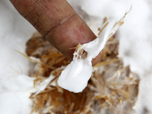 Al Hartmann  |  The Salt Lake Tribune 
Mushroom spores grow into mycelium in a plastic bucket containing straw and grain.