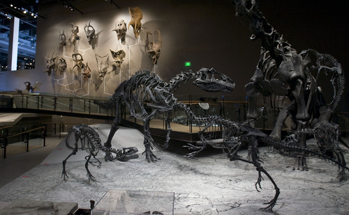 Steve Griffin  |  The Salt Lake Tribune
The Natural History Museum of Utah has many engaging displays including the dinosaur area.