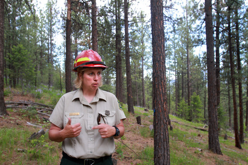 Rick Egan  | The Salt Lake Tribune 

Cheri Hartless, Bitterroot National Forest silviculturist, stands in a thinned forest where ponderosa pines have adequate sun and moisture to fight beetles. Monday, August 1, 2011.