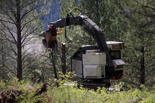Rick Egan  | The Salt Lake Tribune 

A masticator, heavy equipment used to mulch standing trees, works on the Bitterroot National Forest to thin some trees and leave the rest better able to defend against beetles.
Monday, August 1, 2011.