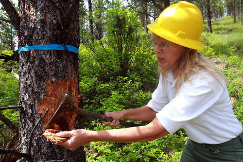 Rick Egan  | The Salt Lake Tribune 

Forest Service entomologist Nancy Sturdevant inspects bark for beetles on the Bitterroot National Forest, Monday, August 1, 2011.
