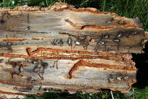 Rick Egan  | The Salt Lake Tribune 

Mountain pine beetles kill by burrowing  inside the bark of the tree and cutting off the water and nutrient flow. Thursday, August 4, 2011.