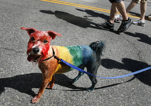 Scott Sommerdorf  |  The Salt Lake Tribune             
Oscar The Rainbow Dog parades with the annual Gay Pride Parade through downtown Salt Lake City, Sunday, June 3, 2012.