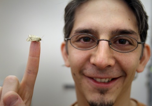 Rick Egan  | The Salt Lake Tribune 

Research by University of Utah biology doctoral candidate Jose Crespo, pictured here with a moth species known as corn ear worm, shows how odors affect pre-flight behavior of moths. Friday, June 1, 2012.