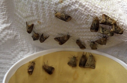 Rick Egan  | The Salt Lake Tribune 

Moths at a Biology lab, at University of Utah, Friday, June 1, 2012.  University of Utah biologist Jose Crespo has published a study about how odors affect the behavior of moths.