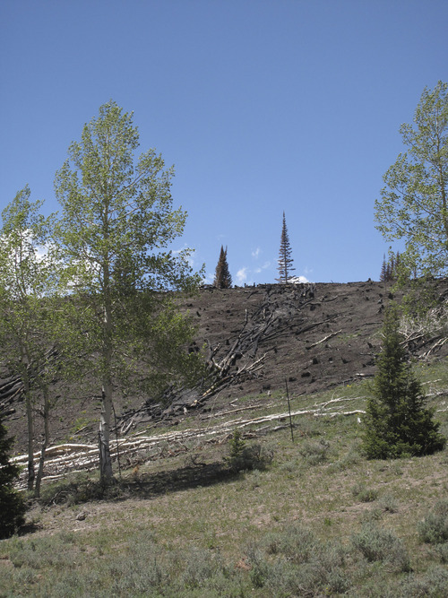 Nate Carlisle | The Salt Lake Tribune
An aspen and conifer tree on June 9, 2012, stand beside an area burned by the Box Creek Fire.
