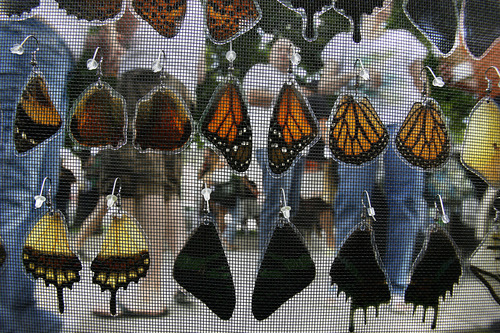 Scott Sommerdorf  |  The Salt Lake Tribune             
Zell Lee's butterfly wing earrings on display at the opening Saturday of the Salt Lake Farmer's Market, Saturday, June 9, 2012.