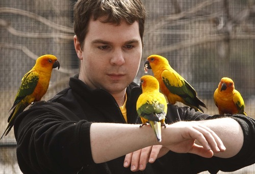 Leah Hogsten  |  The Salt Lake Tribune
Aaron Bruderer, of Salt Lake City, gets an up-close encounter with sun conures during his Amazon Adventure at Tracy Aviary.