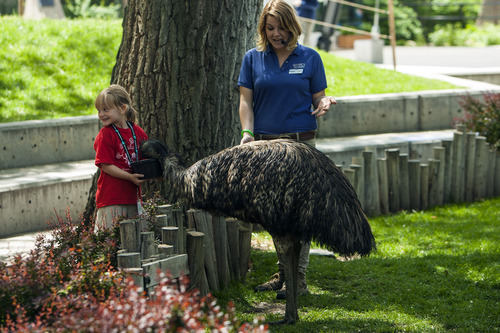 Chris Detrick  |  The Salt Lake Tribune
Jackson Elementary student Justice Porter, 6, helps to feed Sydney the emu as bird trainer Megan Stankiewicz helps during an education program at Tracy Aviary Tuesday May 1, 2012.