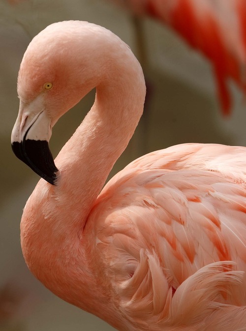 Leah Hogsten  |  The Salt Lake Tribune
A Chilean flamingo at Tracy Aviary.