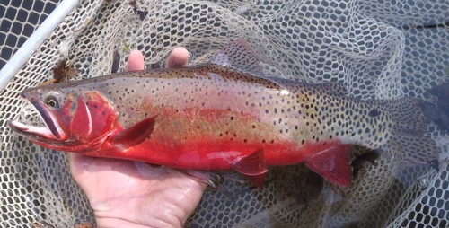 Biologists Work With Spawning Bonneville And Colorado Cutthroat Trout   Southerncutthroat 061212~0 