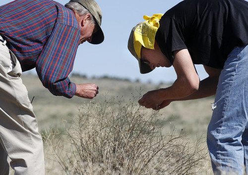 Al Hartmann  |  The Salt Lake Tribune 
Utah State University professor Ted Evans, left, studies a lone Squarrose Knapweed with biology student Dallin Wright.  They were among a group of landowners and members of state and federal government agencies touring an area on the Juab-Tooele county line where the invasive weed  has gained a foothold.