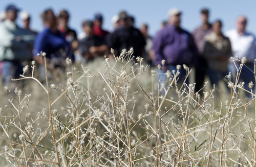 Al Hartmann  |  The Salt Lake Tribune 
A group of landowners and members of state and federal government agencies tour an area on the Juab-Tooele county line where the invasive Squarrose Knapweed  has gained a foothold.