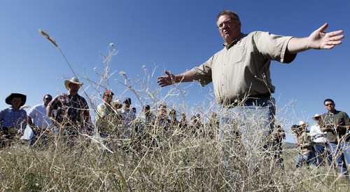 Al Hartmann  |  The Salt Lake Tribune 
Rich Riding with the Utah Department of Agriculture points out a large grouping of the invasive weed Squarrose Knapweed, which has gained a foothold west of Eureka in Juab and Tooele counties.  He and other weed experts from the state and federal government led a tour of landowners in the area Thursday, June 14, where steps are being taken to get the weed under control.