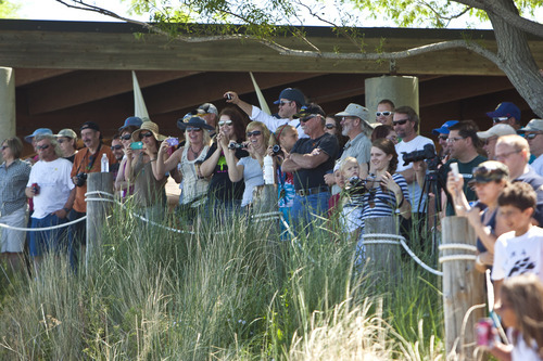 Chris Detrick  |  The Salt Lake Tribune
Fans watch as racers compete in a cardboard boat race during The Great Salt Lake Yacht Club's SailFest Saturday June 16, 2012.  SailFest is an annual event hosted by the club, established in 1877.