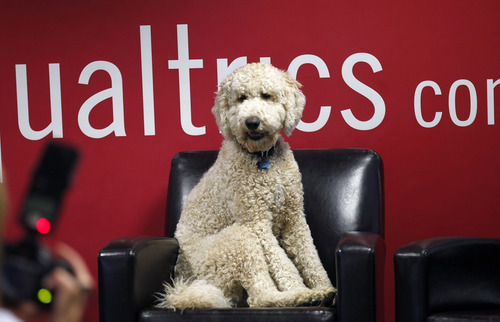Al Hartmann  |  The Salt Lake Tribune
Barnaby takes the seat of Qualtrics CEO Ryan Smith, before the start of a press conference Wedenesday in Provo. The gregarious pooch pretty much has the run of the company's office,  greeting employees and soaking up attention.