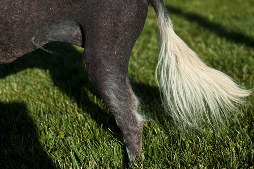 Chris Detrick  |  The Salt Lake Tribune
Creature, a 10-year-old Mexican hairless mix, has a few whisps of hair. Creature will be competing for the title of World's Ugliest Dog on June 22 at the Sonoma-Marin Fair in Petaluma, Calif.  Creature recently won the title of Utah's Ugliest Mutt.