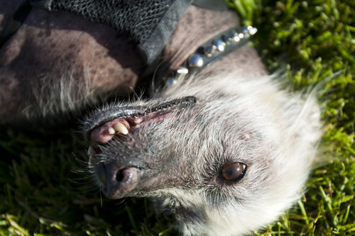 Chris Detrick  |  The Salt Lake Tribune
Creature, a 10-year-old Mexican hairless mix, will be competing for the title of World's Ugliest Dog on June 22 at the Sonoma-Marin Fair in Petaluma, Calif. Creature recently won the title of Utah's Ugliest Mutt.