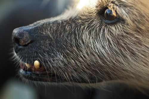 Chris Detrick  |  The Salt Lake Tribune
Creature, a 10-year-old Mexican hairless mix, poses for a picture at Veterans Memorial Park on Thursday, June 14, 2012.  Creature will be competing for the title of World's Ugliest Dog on June 22, at the Sonoma-Marin Fair in Petaluma, Calif.  Creature recently won the title of Utah's Ugliest Mutt.