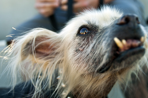 Chris Detrick  |  The Salt Lake Tribune
Creature, a 10-year-old Mexican hairless mix. Creature will be competing for the title of World's Ugliest Dog on June 22 at the Sonoma-Marin Fair in Petaluma, Calif. Creature recently won the title of Utah's Ugliest Mutt.