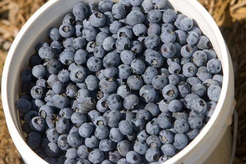 Tribune file photo 
Blueberries are grown on the Week's Berry farm in Cache Valley. Guests can tour the farm Mondays and Fridays now through October.