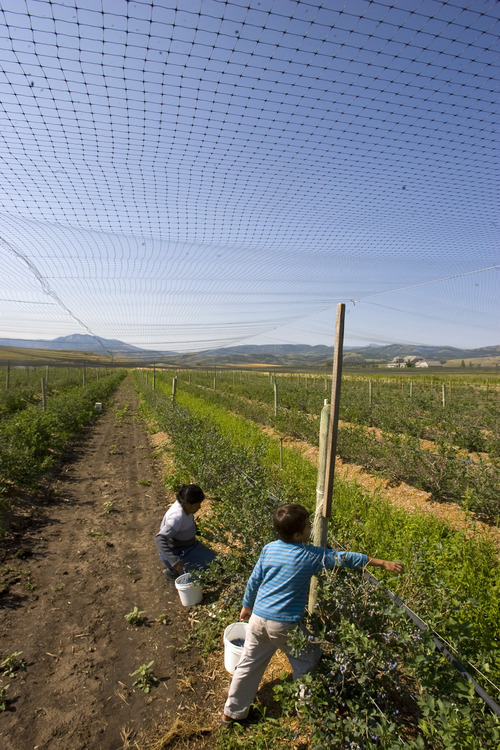 Tribune file photo
Workers pick berries at the Week's Berry Farm in Paradise in the Cache Valley. Guests can tour the farm Mondays and Fridays  through October.