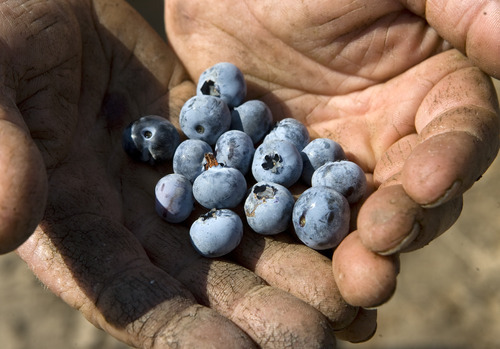 Tribune file photo
Blueberries are grown on the Week's Berry farm in Cache Valley. Guests can tour the farm Mondays and Fridays now through October.