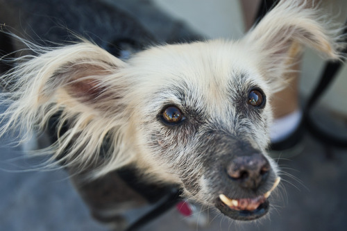 'Mugly' bests Utah competitor to win World's Ugliest Dog title - The ...