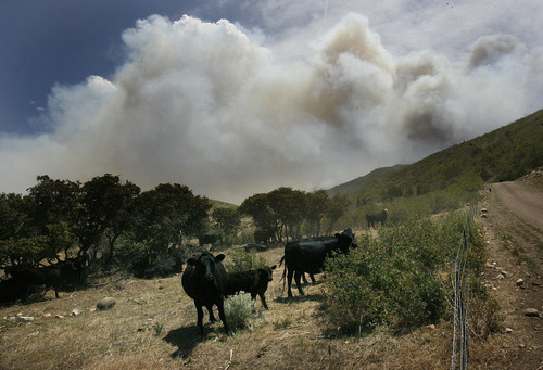 Scott Sommerdorf  |  The Salt Lake Tribune             
A brush fire advanced near a grup of cattle on Water Hollow Road just off Hwy 132 near Fountain Green, Sunday, June 24, 2012.