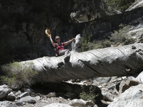 Erin Alberty  |  The Salt Lake Tribune
A hiker strikes a Slim Pickens pose on a big, dead tree on the Notch Peak hike.