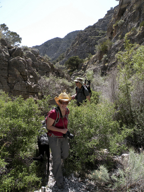 Erin Alberty  |  The Salt Lake Tribune
Hikers wind through the brush along the Notch Peak trail.