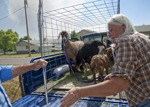 Michael Mangum  |  Special to the Tribune

With smoke rising from the Wood Hollow fire in the background, Fairview residents Jim and Anna Hendrickson load up their family goats as the town has been ordered to evacuate. 