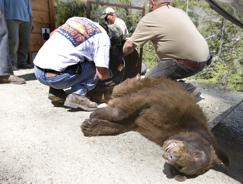 Paul Fraughton | The Salt Lake Tribune
Officials trapped and tranquilized a 2-year-old male bear in a Summit Park neighborhood on Wednesday, May 30, 2012. The bear, because of its young age, was to be relocated by wildlife officers to a remote location.